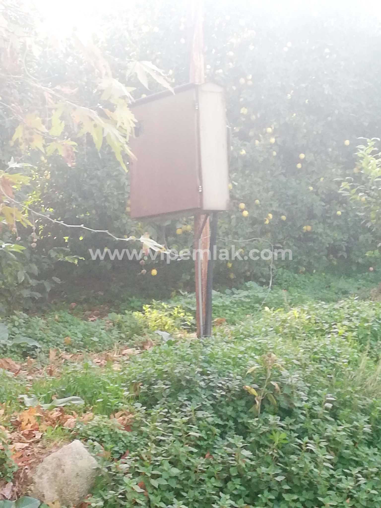 ERDEMLİ KARGICAK MAHALLESİNDE SATILIK LİMON BAHÇESİ