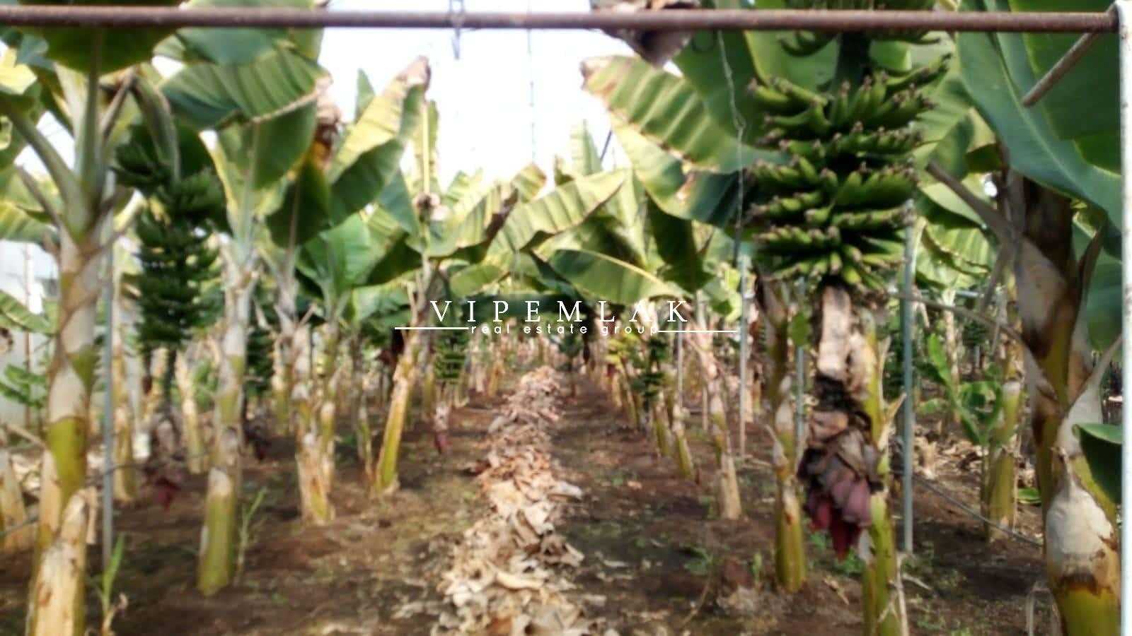 ERDEMLİ KOYUNCU’DA 6032 m2  SATILIK MUZ SERASI