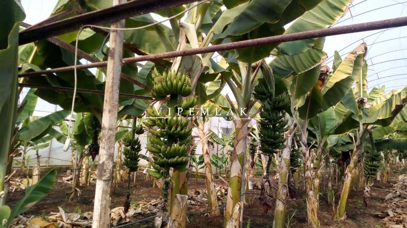 ERDEMLİ KOYUNCU’DA 6032 m2  SATILIK MUZ SERASI