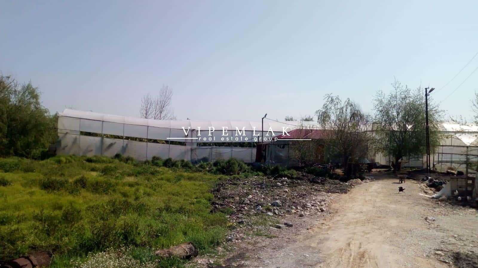 ERDEMLİ KOYUNCU’DA 6032 m2  SATILIK MUZ SERASI