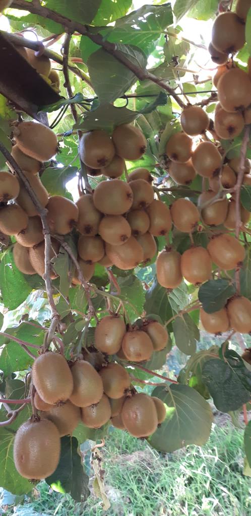 Mersin Erdemli Sıraç Satılık Kivi Bahçesi